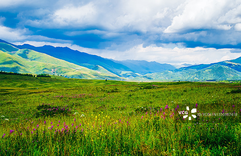 阿尔泰山山谷中的草原上开满了五颜六色的野花。中国新疆维吾尔自治区。图片素材