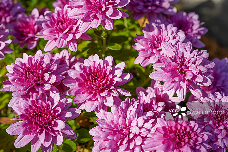 五颜六色的菊花为万圣节图片素材