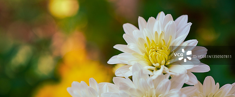 五颜六色的菊花为万圣节图片素材