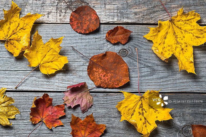 秋天落下的黄叶桦树、枫树和白杨，放在木制背景或桌子上。秋天的自然背景。副本的空间。图片素材