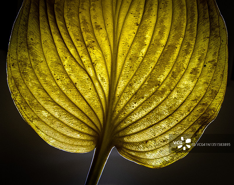 单一的有活力的黄色玉簪叶在秋天图片素材
