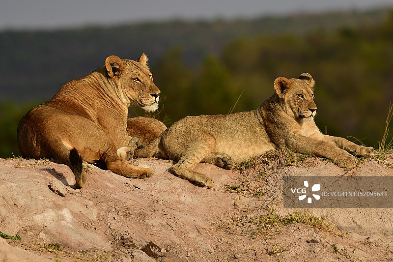 南非的野生狮子图片素材