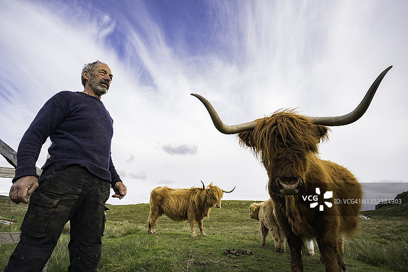 苏格兰的牧牛场图片素材