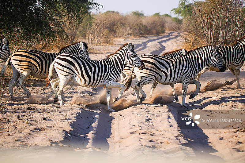 旅行-博茨瓦纳-斑马迁徙图片素材
