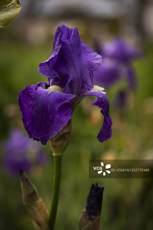 近距离的紫色花在有胡须的鸢尾，鸢尾德国。背景因对前景聚焦而模糊不清。图片素材
