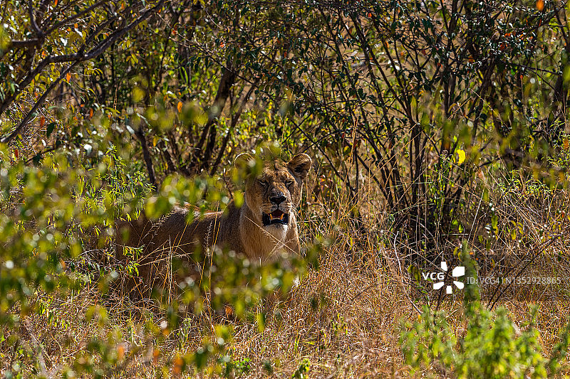 在野外观察和狩猎的母狮。图片素材