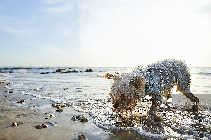 约克郡的狗在海滩上玩耍图片素材