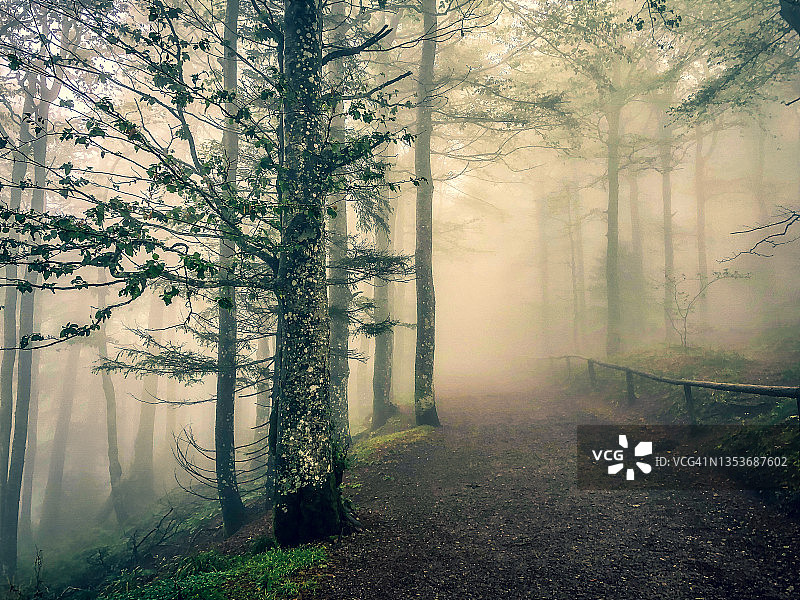 穿越德国黑森林的道路，雾气弥漫。图片素材