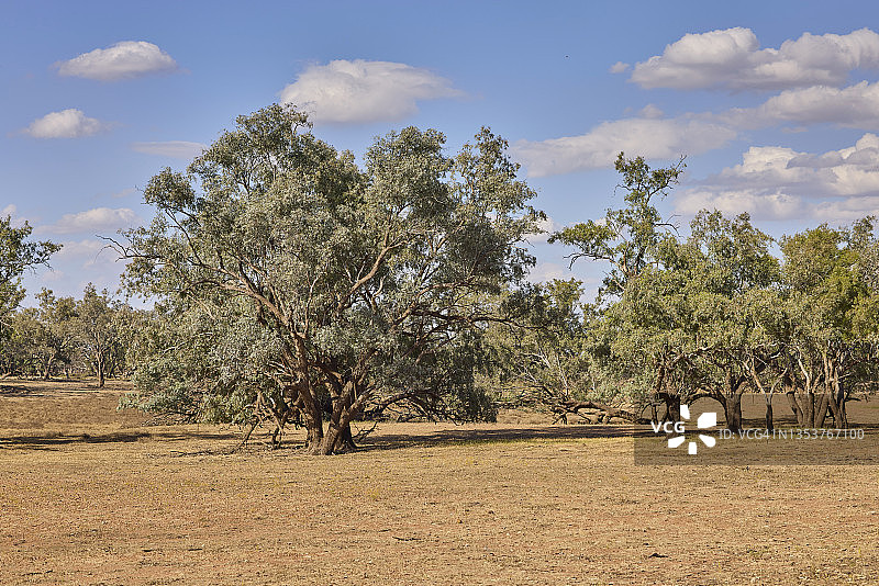 河胶，桉树在干旱的乡村景观，蓝色的天空，澳大利亚内陆图片素材