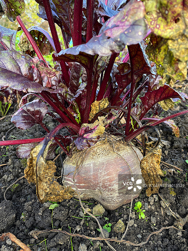 特写菜园菜园地块，甜菜根生长在地块上，重点放在前景上图片素材
