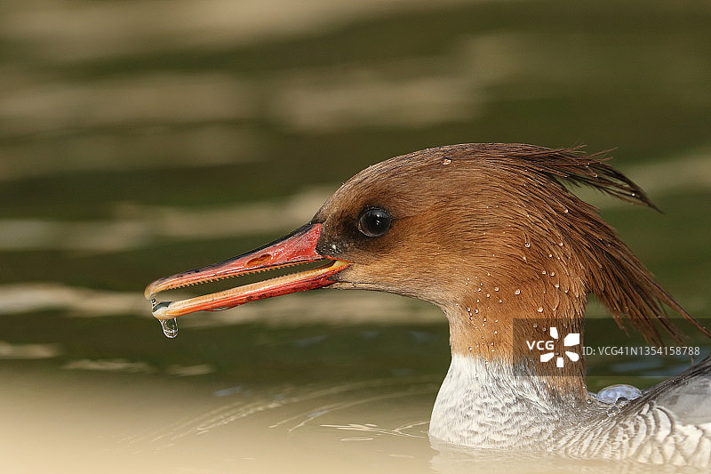 在阿伦德尔湿地野生动物保护区，一只雌性有鳞片边的秋沙鼠在池塘里游泳，嘴张着。图片素材