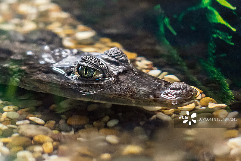 一只凯门鳄的头伸出水面，等待它的受害者图片素材