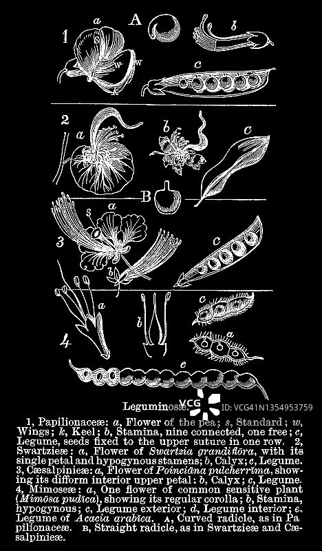 花、豆类、豌豆或豆类科(豆科或豆科)的类型和形状的古老雕刻插图图片素材