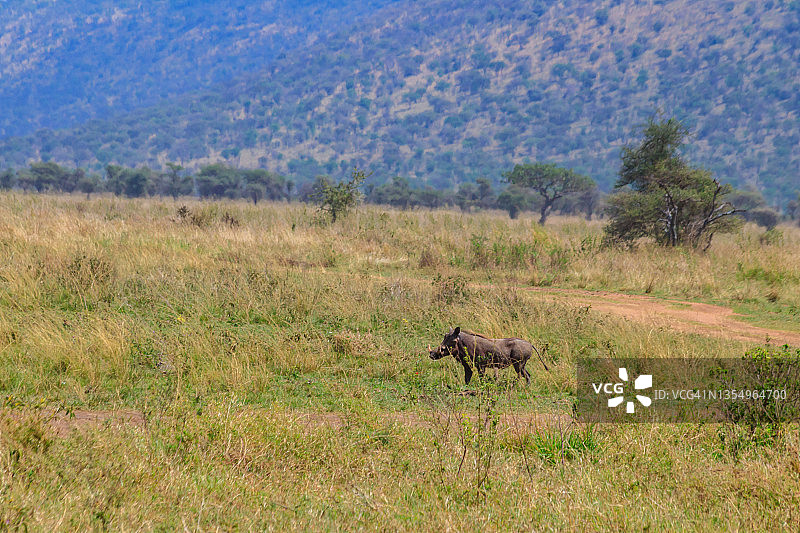 坦桑尼亚塞伦盖蒂国家公园大草原上的一种普通疣猪(非洲疣猪)图片素材
