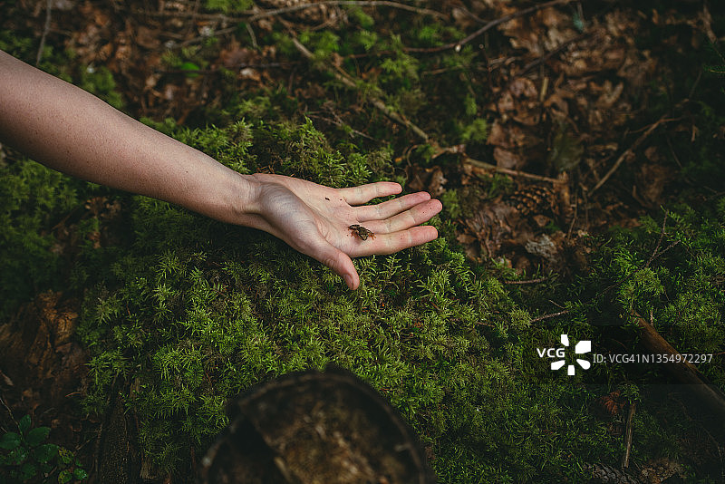 一只小蟾蜍坐在一个人的手上，背景是森林的苔藓图片素材