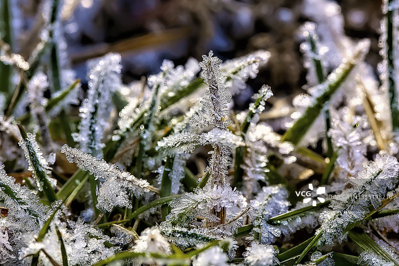 清晨草坪上的霜冻图片素材