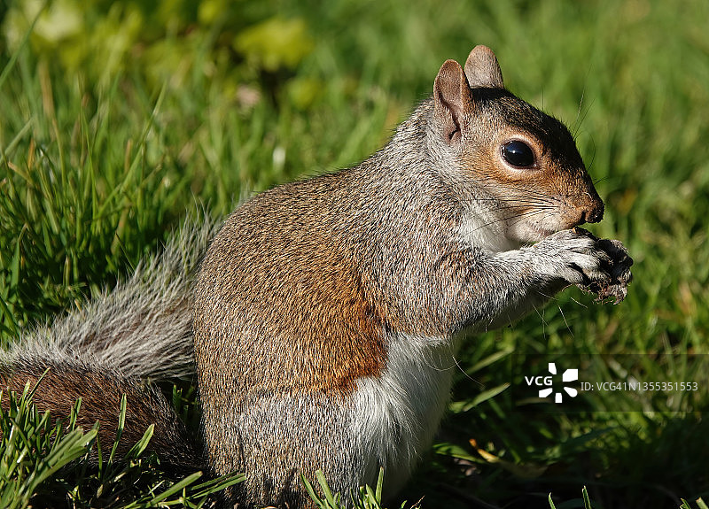 阳光下，一只灰色松鼠在草地上吃坚果。图片素材