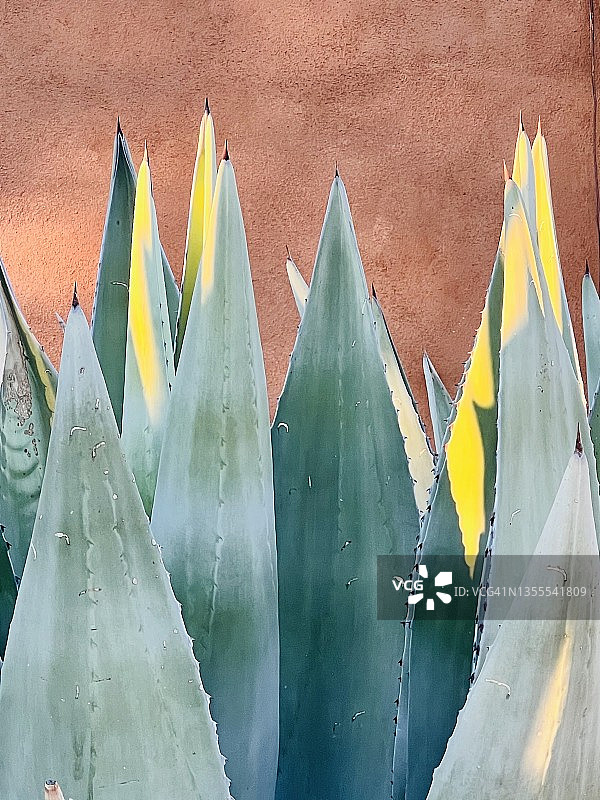 龙舌兰仙人掌。沙漠植物图片素材