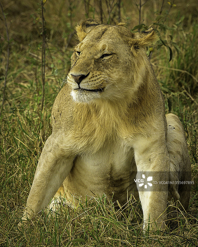 一只动画狮子搔搔痒在非洲的荒野图片素材