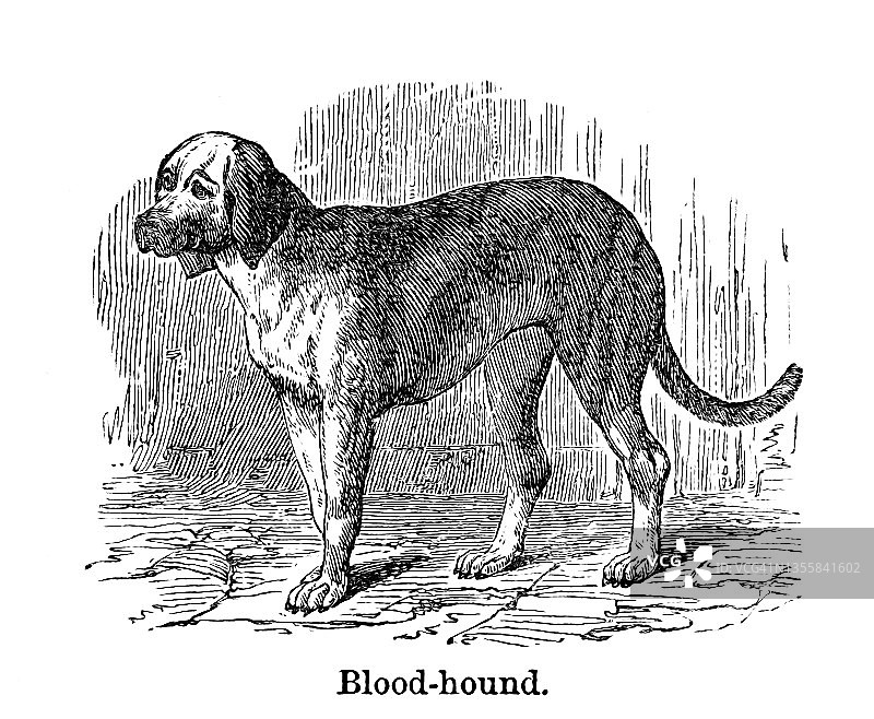 古老的雕刻插图的猎犬图片素材