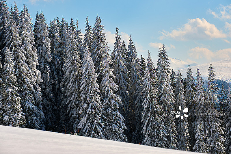 在寒冷的冬天，松树覆盖在山上森林的新鲜的雪明亮的冬季景观。图片素材