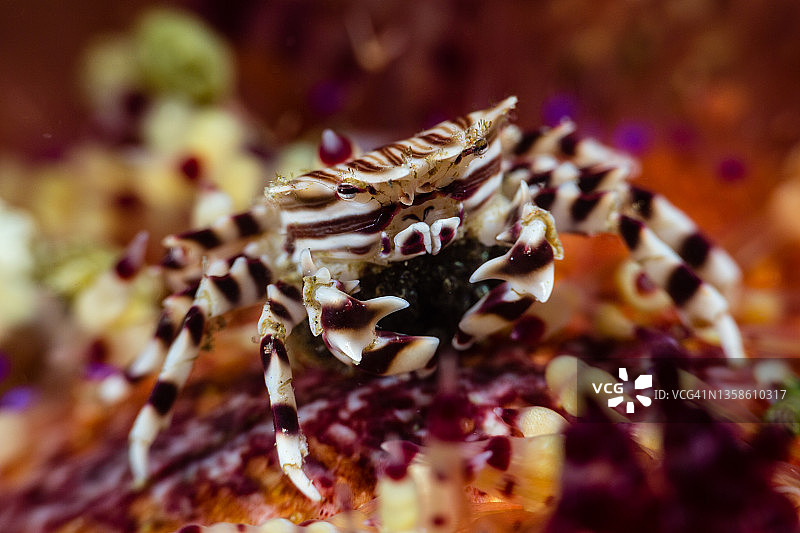 斑马海胆蟹图片素材