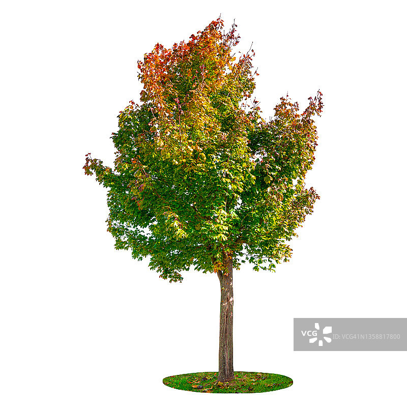 各种颜色的树被隔离在白色的背景上。图片素材
