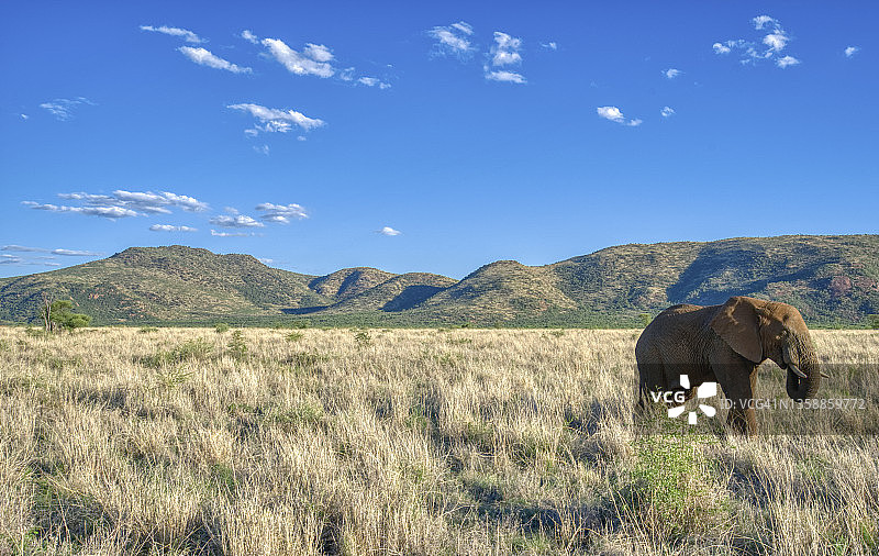 南非美丽的兰斯堡国家公园里的野生大象图片素材
