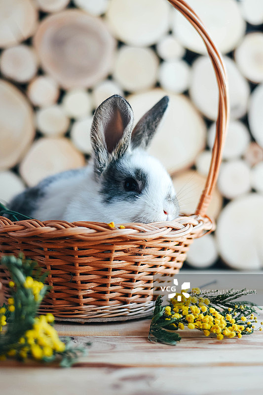 木制背景上的篮子里有灰色和白色的兔子。图片素材