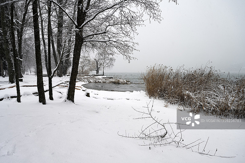 白雪皑皑的冬天，贝尔湖畔的裸树图片素材