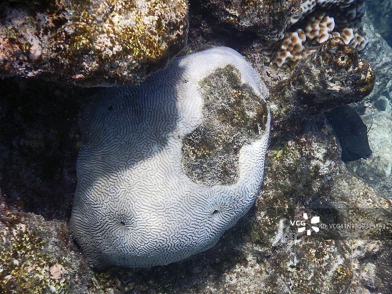 马尔代夫珊瑚礁上的迷宫珊瑚(Platygyra daedalea)图片素材