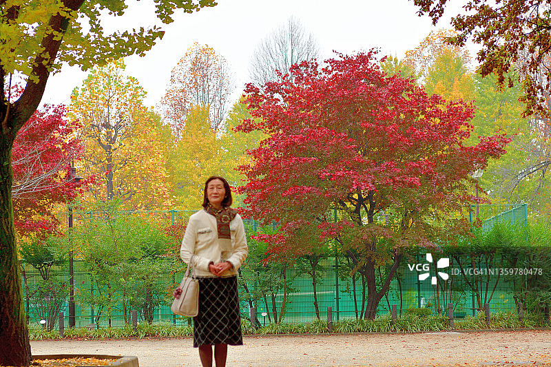 东京，一位日本妇女在银杏树的秋叶下散步图片素材