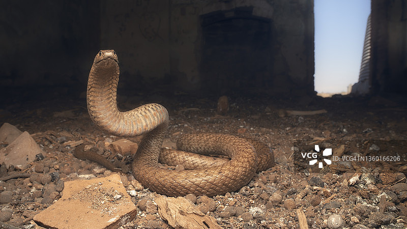 澳大利亚废弃的建筑内，野生西部棕色蛇(Pseudonaja nuchalis)摆出防御姿势图片素材