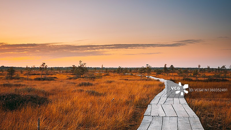 白俄罗斯维捷布斯克地区米欧里区4K 5K。叶利亚沼泽自然保护区景观。著名的自然地标。日落木徒步小径蜿蜒穿过沼泽。湿地上的栈道图片素材