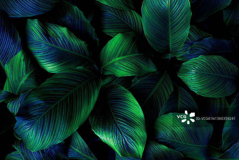 叶:番石榴叶，抽象绿色深色纹理，自然背景，热带叶图片素材