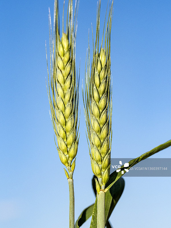 春天的蓝天上一颗麦穗。图片素材