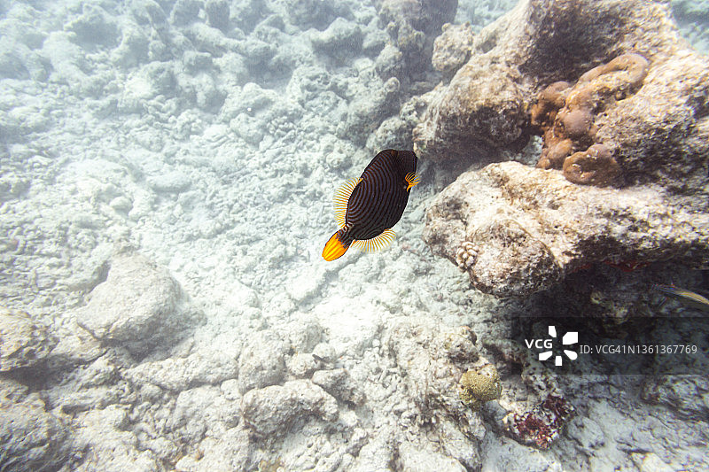 鱼游过珊瑚礁图片素材