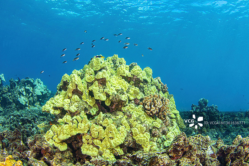 礁石上的一群鱼图片素材