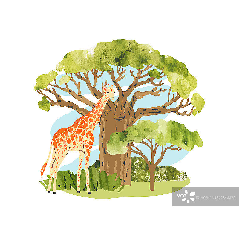 非洲。向量猴面包树，金合欢树和长颈鹿。明亮的手绘矢量插图与树，植物和动物印刷，横幅，贴纸图片素材