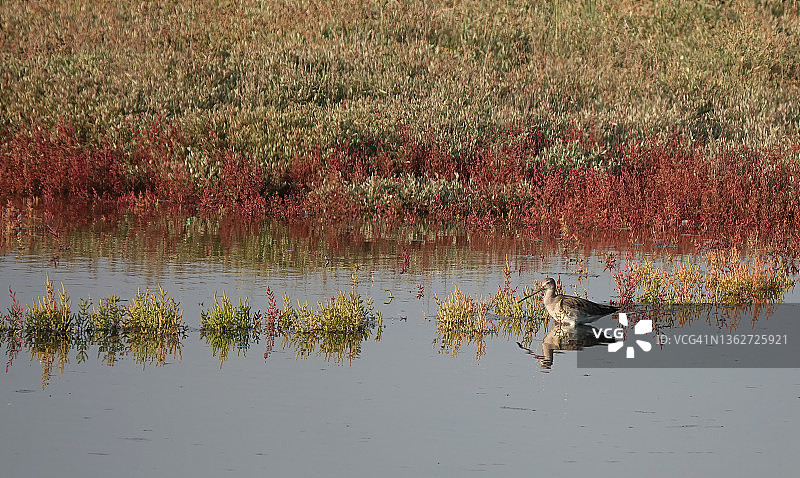 在一个阳光明媚的日子里，黑尾塍鹬站在自然保护区的浅水里，拍摄了一张华丽的高角度照片。图片素材
