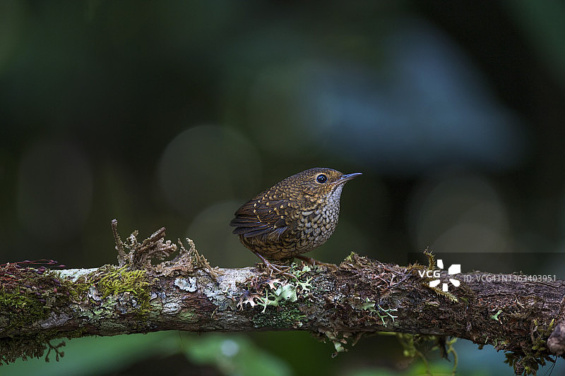 那只机灵的小鸟。侏儒杯或侏儒鹪鹩的全长(Pnoepyga pusilla)。在泰国北部的大自然中发现。图片素材