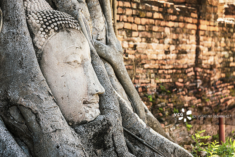 在泰国大城府历史公园的玛哈塔寺，无花果根覆盖着佛像。图片素材