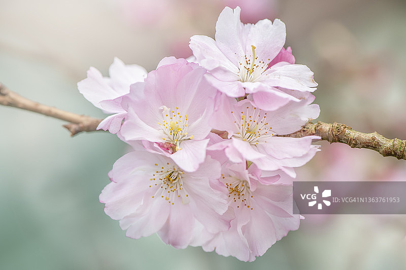 美丽的，粉红色的，春天樱花樱花“荣誉树”观赏樱桃树图片素材