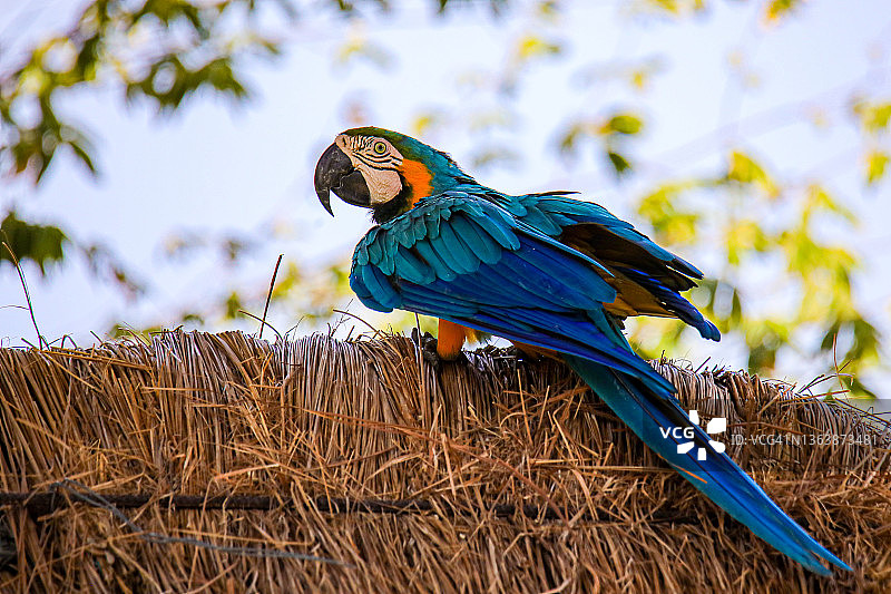 蓝黄金刚鹦鹉(阿拉阿拉劳那)图片素材