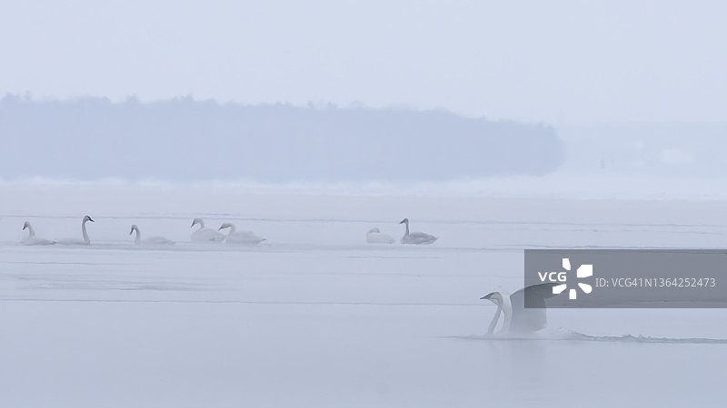 冬雾中的天鹅图片素材