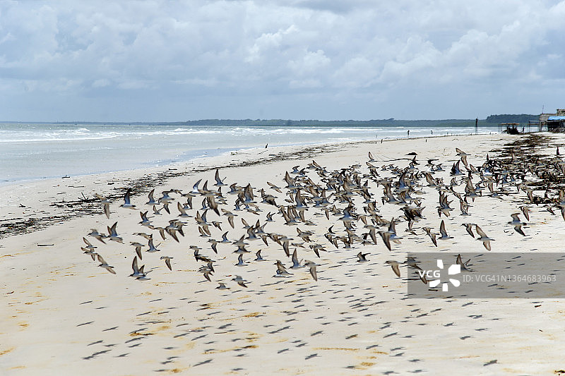 巴西帕拉州，一群鸟儿在海滩上飞翔图片素材