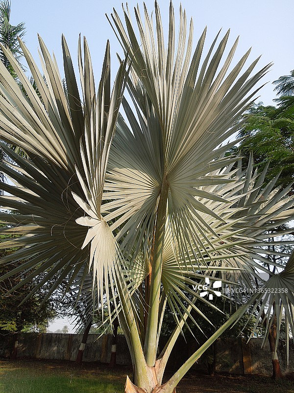 雄伟、高大的俾斯麦棕榈树看起来很雄伟。Bismarckia nobilis。棕榈科家庭。图片素材