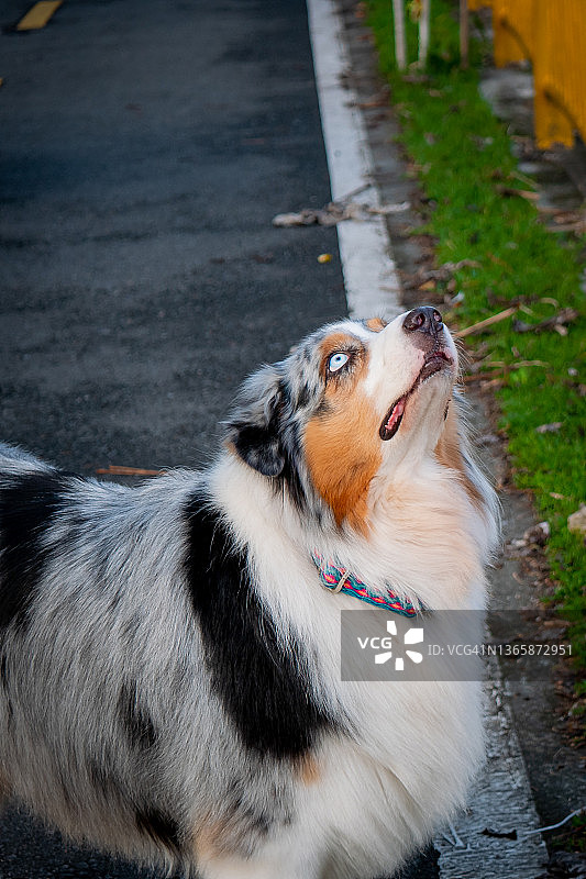 在哥伦比亚麦德林的一个公园里，长着蓝眼睛的澳大利亚牧羊犬正在向上看图片素材