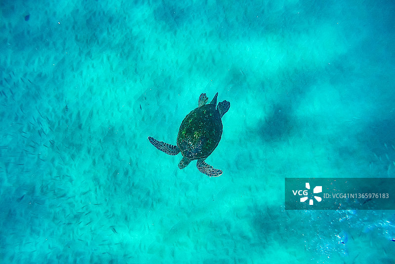 一只海龟在夏威夷毛伊岛的海洋里游泳图片素材