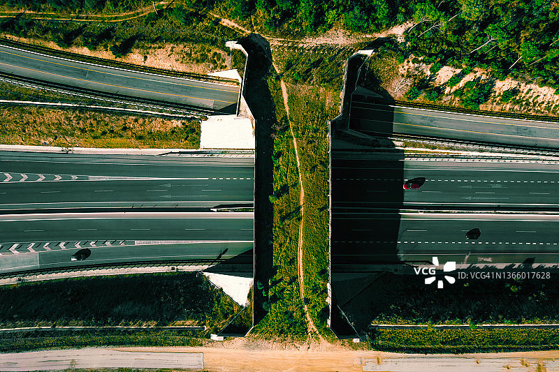 正上方的绿色廊桥为野生动物穿越高密度公路。图片素材